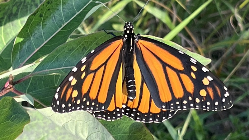 butterfly at outdoor preschool